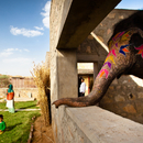 RMA Architects, Hathigaon viviendas para los elefantes y sus cuidadores
