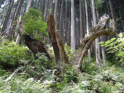 Daisugi: una técnica milenaria para optimizar la producción de madera 
